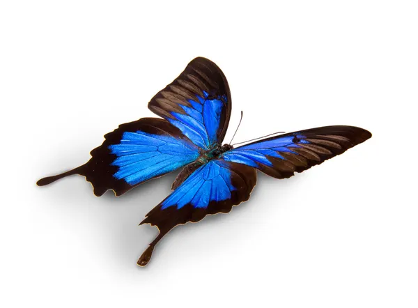 Egzotikus pillangó — Stock Fotó
