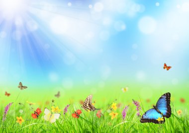 Spring meadow clipart