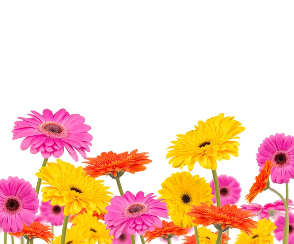 Flores de gerber — Fotografia de Stock