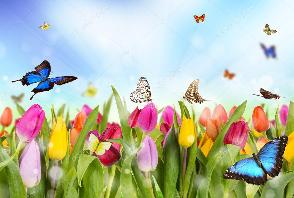 pictures of spring flowers and butterflies