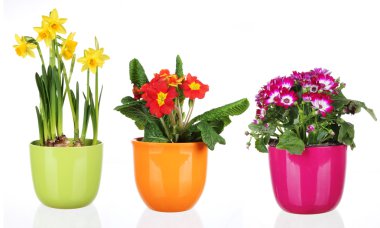 Spring flowers clipart