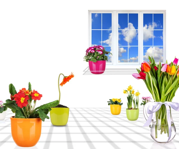 Spring flowers — Stock Photo, Image