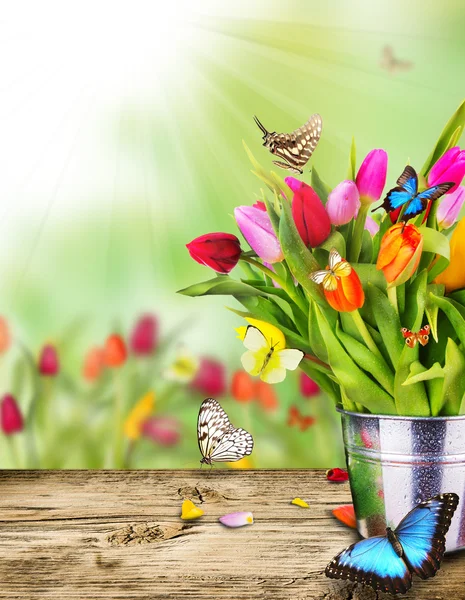 Primavera ainda vida — Fotografia de Stock