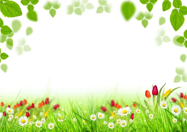 Wiosna łąka — Zdjęcie stockowe
