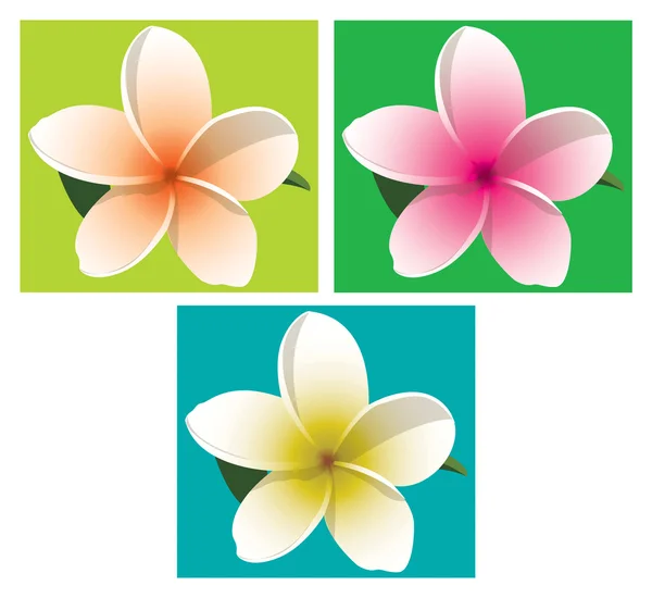 Orange, pink and yellow frangipani on coloured backgrounds in vector format. — Stock Vector