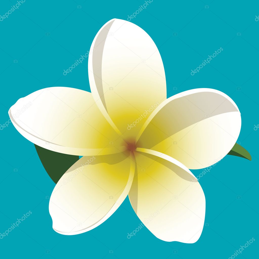 A vector illustration of a yellow and white frangipani with leaves on a blue background.