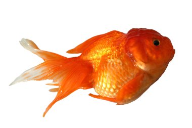 Goldfish clipart