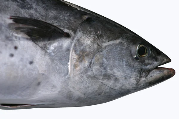 Pez atún — Foto de Stock