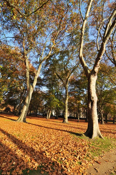 Puisto syksyllä — kuvapankkivalokuva