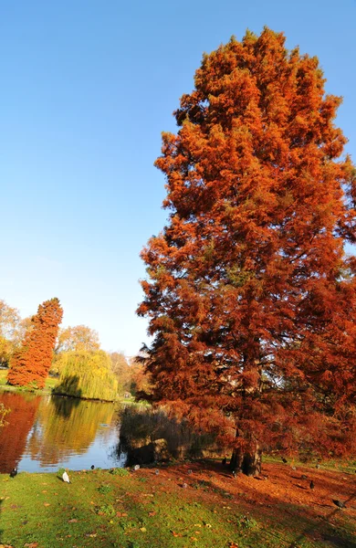 stock image Autumn park