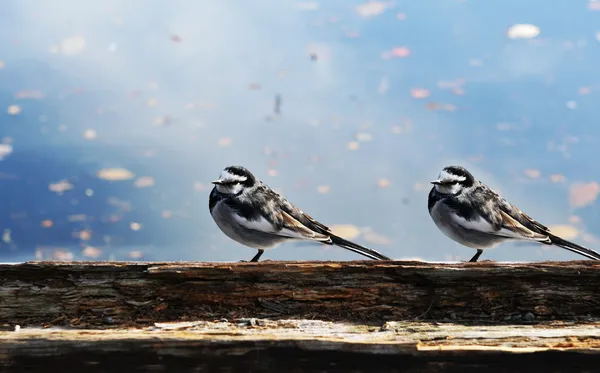 stock image Two birds