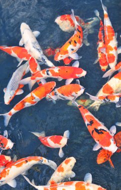 Koi fish clipart