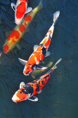 Koi fish clipart