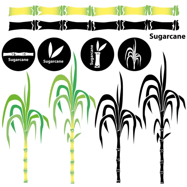 Sugarcane — Stock Vector