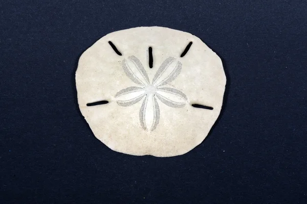 1,800+ Sand Dollar Stock Photos, Pictures & Royalty-Free Images - iStock