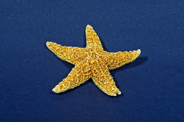Primo piano delle stelle marine — Foto Stock