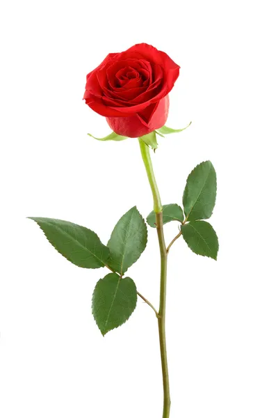 Una rosa rossa. Foto Stock