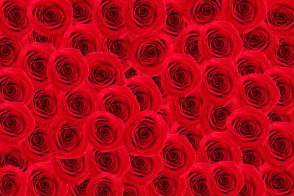 Rosas vermelhas. — Fotografia de Stock