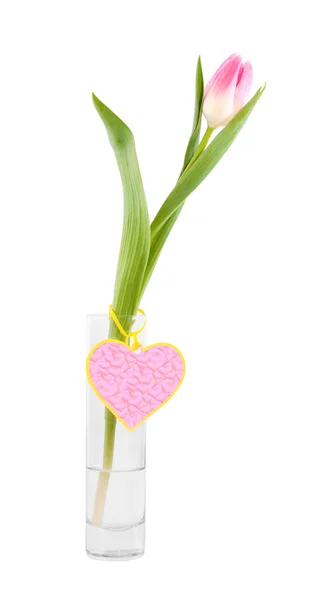 Tulipán a vázában. — Stock Fotó