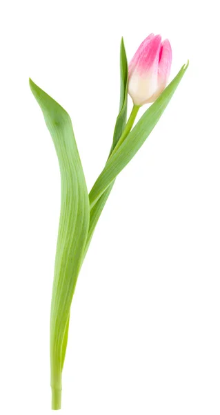Один тюльпан . — стокове фото