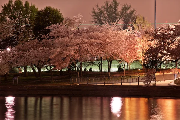 Árapály medence cseresznye virágok Martin Luther King Memorial este — Stock Fotó