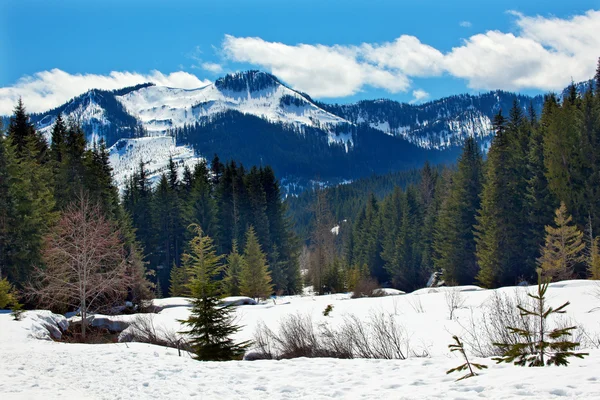 Guld creek mount hyak våren snö snoqualme passera washington — Stockfoto