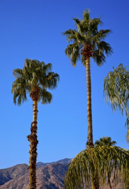 fan palms ağaçlar palm springs California'da