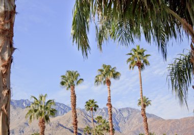 Fan Palms Trees Palm Springs California clipart