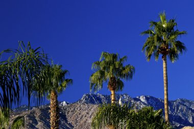 Fan Palms Trees Mountains Palm Springs California clipart