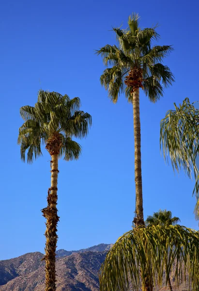 Fan palms ağaçlar palm springs California'da — Stok fotoğraf