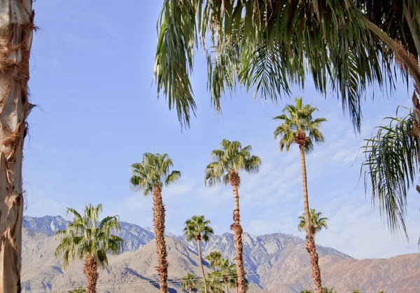 Дерева пальми вентилятор Палм-Спрінгс Каліфорнії — стокове фото