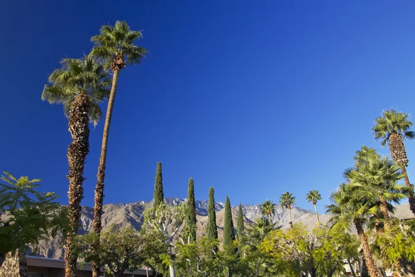 Fan palms träd palm springs Kalifornien — Stockfoto