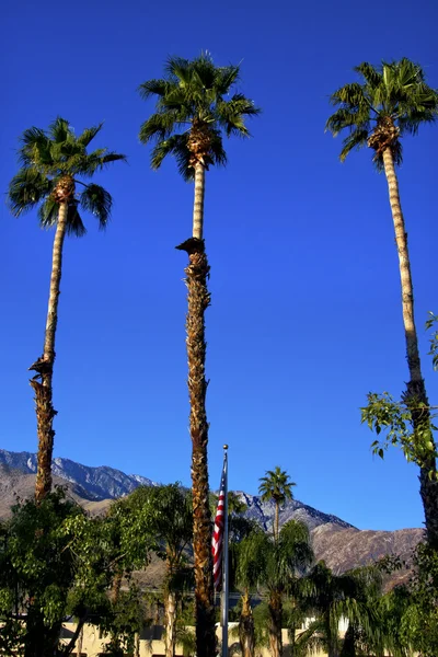 California fan palms ağaçlar Amerikan bayrağı palm springs — Stok fotoğraf