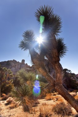 Yucca Brevifolia Sun Flare Mojave Desert Joshua Tree National P clipart