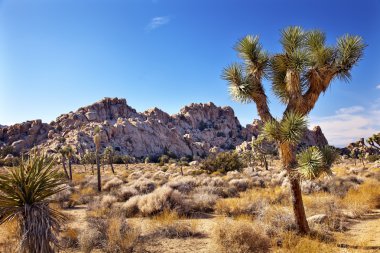 Yucca brevifolia mojave Çölü joshua tree national park califo