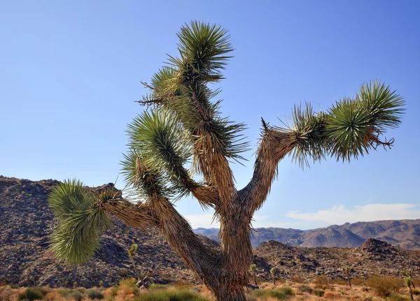 Yucca Brevifolia Deserto del Mojave Parco Nazionale del Joshua Tree Califo — Foto Stock