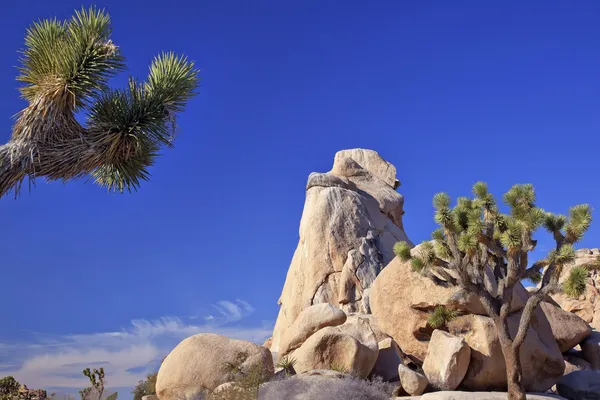 岩ユッカ brevifolia モハーベ砂漠ジョシュア ツリー国立公園 c — ストック写真