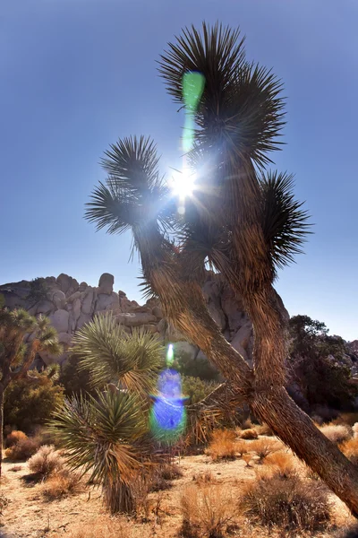 Yucca brevifolia solen flare Mojaveöknen joshua tree national p — Stockfoto