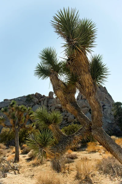 Yucca brevifolia mojave-woestijn joshua tree national park califo — Stockfoto