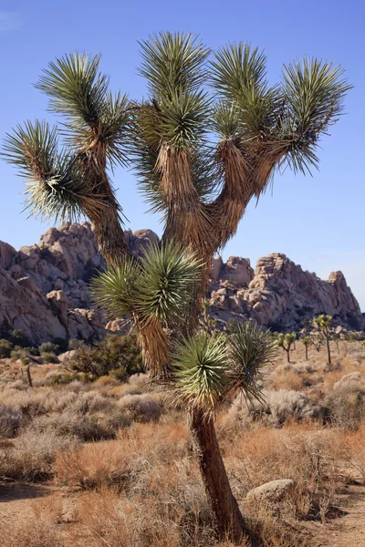 Wiele oddziałów yucca brevifolia pustyni mojave joshua tree narodu — Zdjęcie stockowe