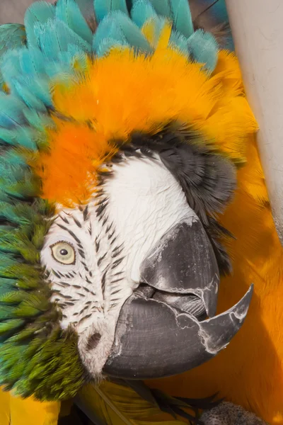 Blue Gold Macaw Curled Up — Stock Photo, Image