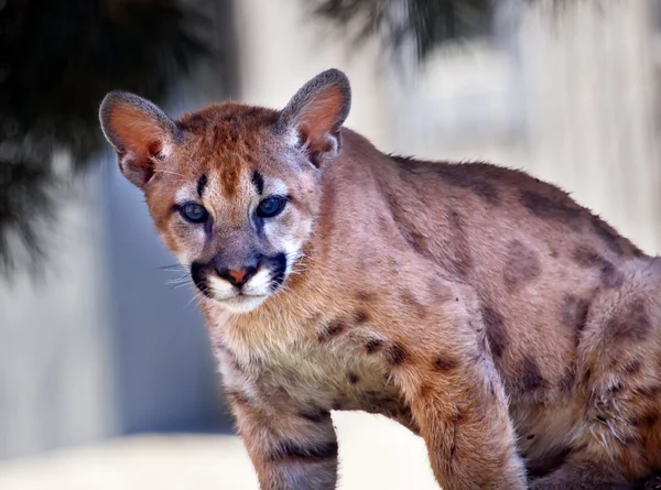 Jeune Lion de montagne Cougar chaton Puma Concolor — Photo