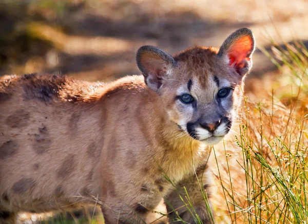Jonge bergleeuw cougar kitten puma concolor — Stockfoto