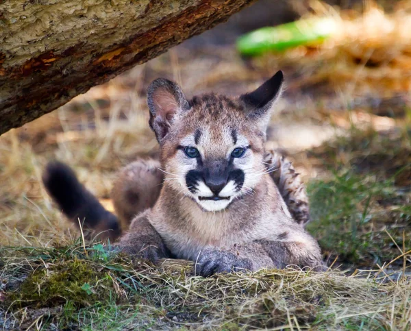 Young Mountain Lion Cougar Kitten Hiding Puma Concolor — Stock Photo, Image