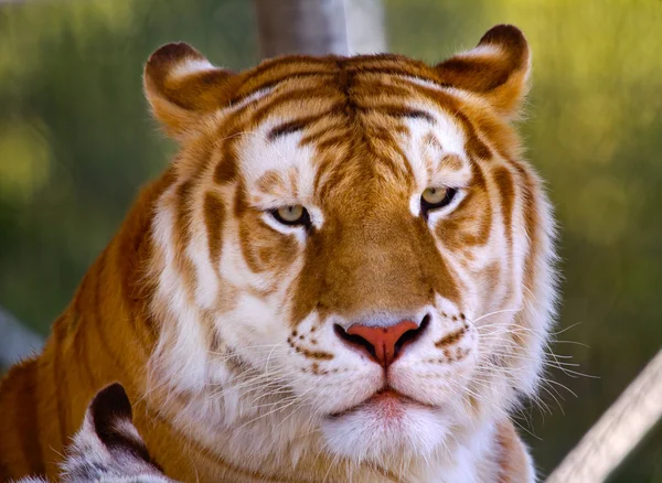 Orange svart bengalisk tiger ser — Stockfoto