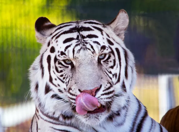 Royal White Bengal Tiger Licking Nose with Tongue — Stock Photo, Image