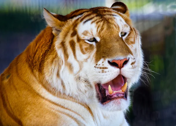 Orange svart bengalisk tiger slickar gapande visar teelth — Stockfoto