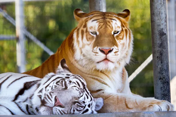 Amigos Real Branco Laranja Preto Bengala Tigres descansando juntos — Fotografia de Stock