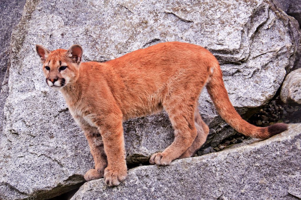 Young Mountain Lion Cougar Puma Concolor — Stock Photo © billperry #8124303