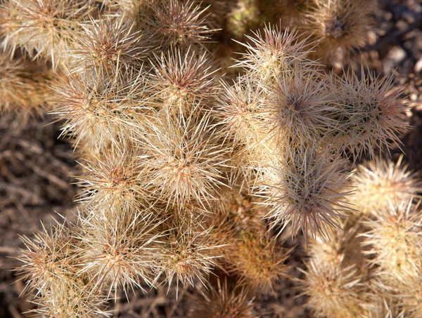 Zilveren cholla cactus opuntia cactacea joshua tree Nationaalpark — Stockfoto